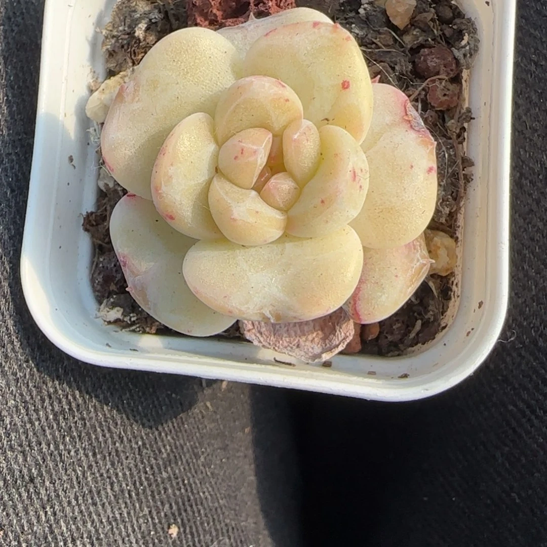 多肉小卡拉米糖心一物一拍