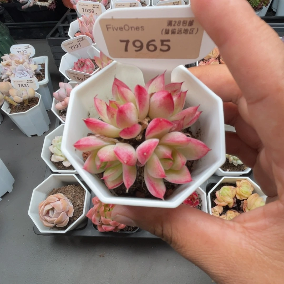 7965梦幻女王4.5厘米