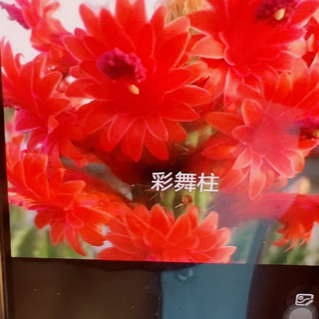 彩舞柱 2根 侧芽 满 20包邮