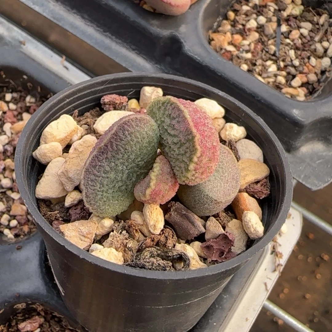 哈默猪肝多肉水泡