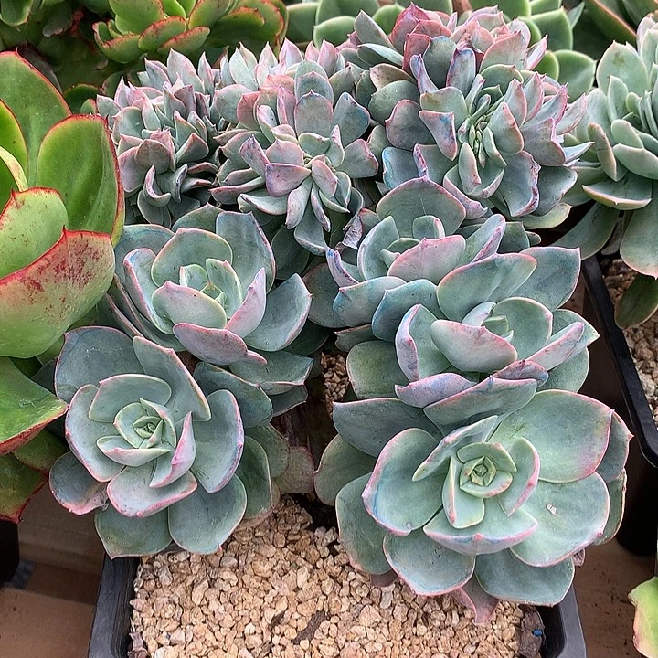 不***凡璐璐多肉一物一拍