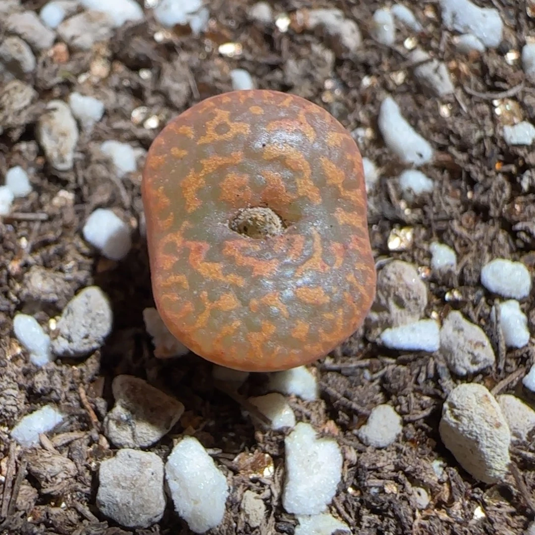 肉锥多肉植物组合-勋章91