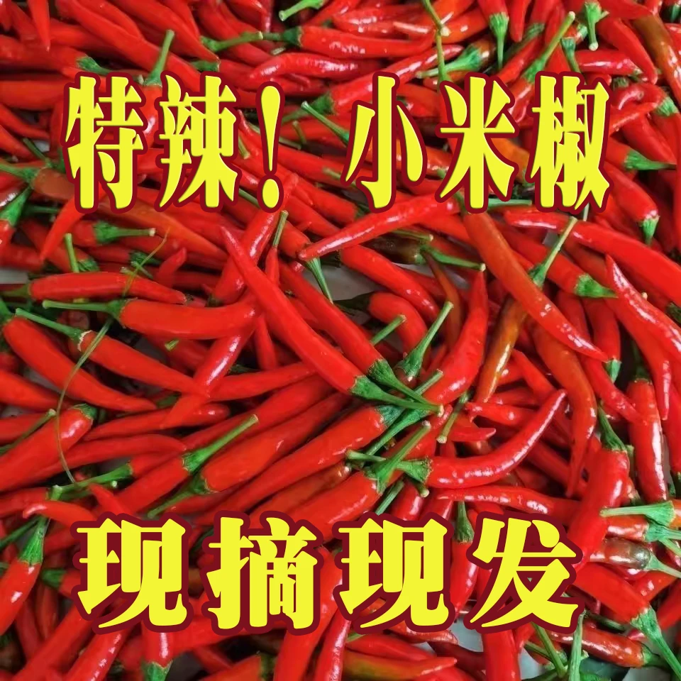 2025新鲜山东小米椒现摘现发产地直发特辣辣椒