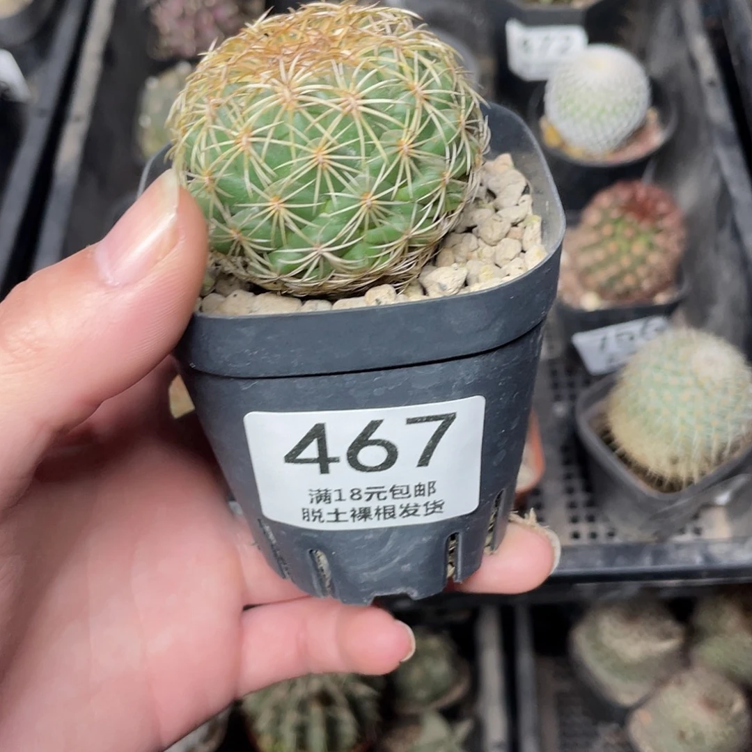 467儒衣（满18包邮）