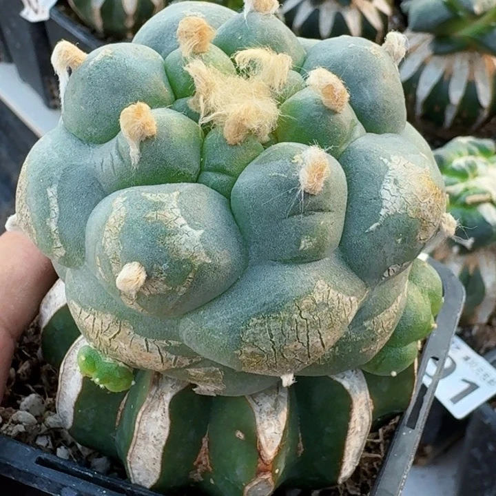无花朵福利苗接佛头000
