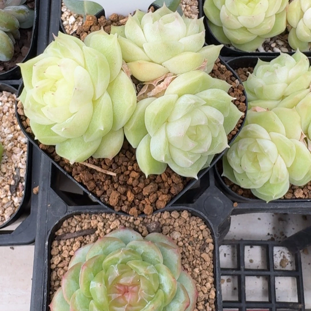 紫***粉1010-8-梨花白三头不包整