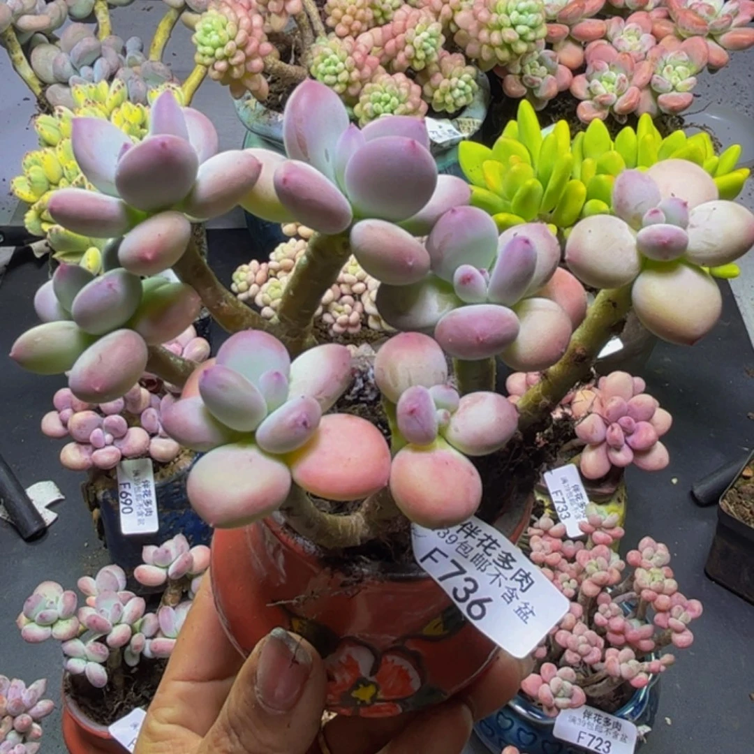 苹果奶酪736/9cm多肉