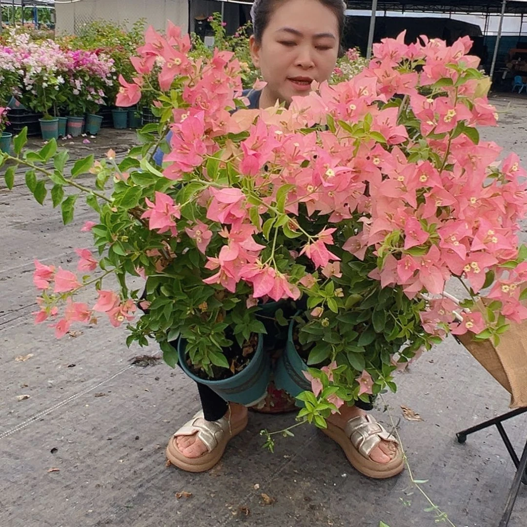 大部分花苞少量开放卡雅塔带竹一颗