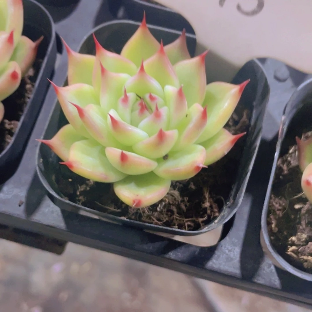 托斯卡内里e015一物一拍