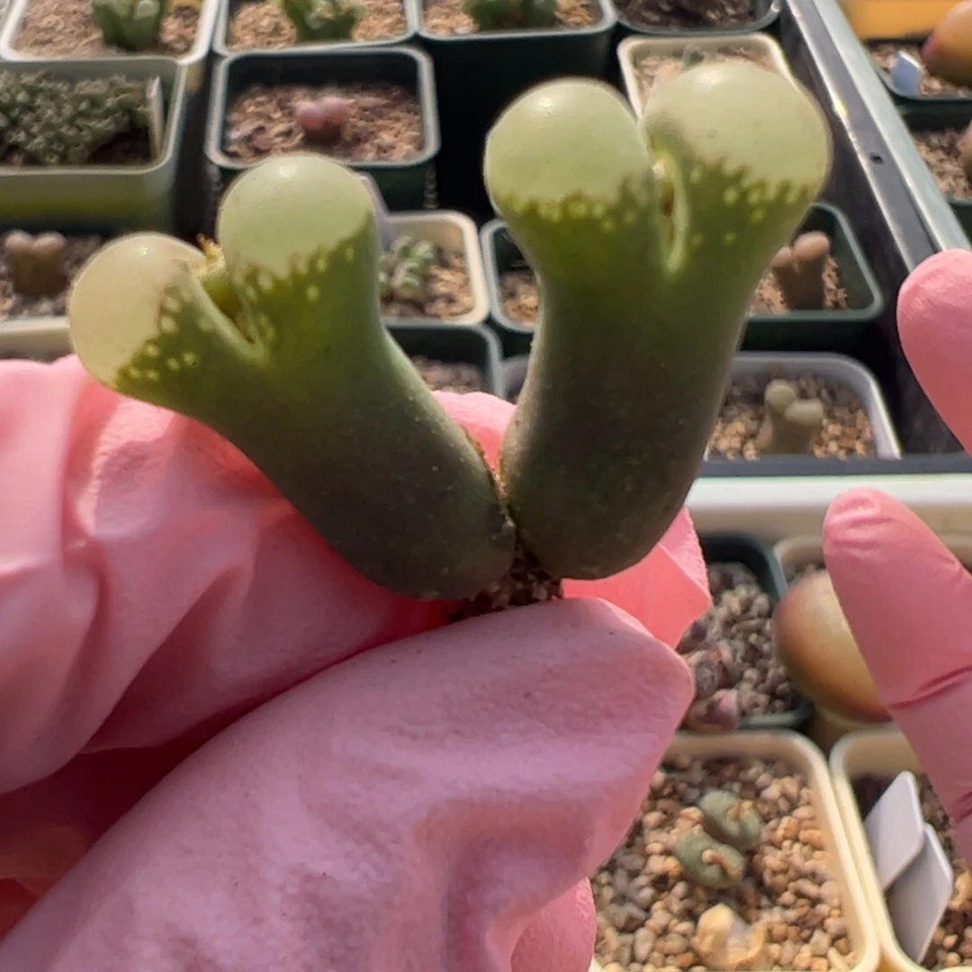 896 好看的多肉冲冲冲q