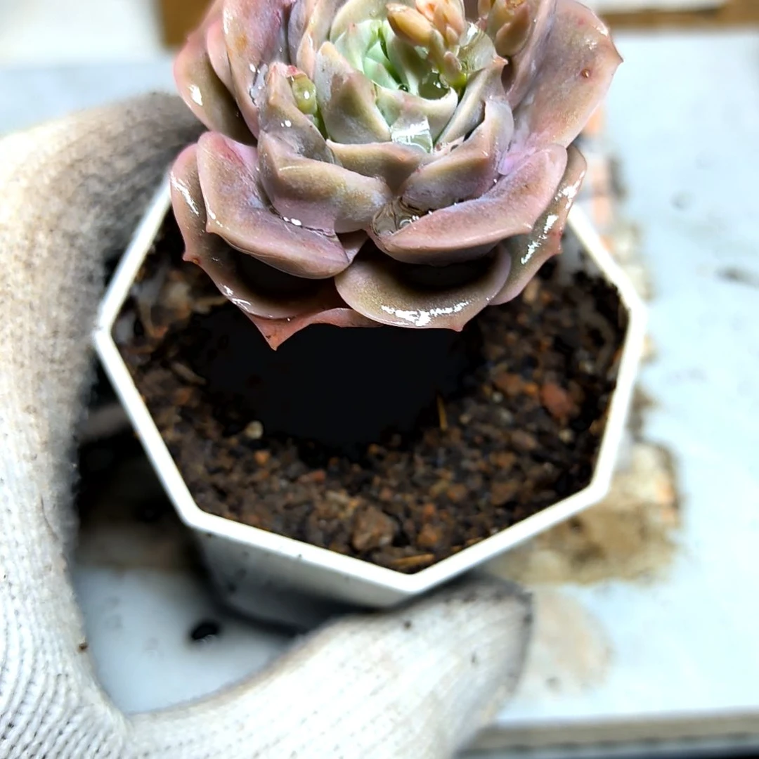 满9元包邮，可爱玫瑰粉色代杆