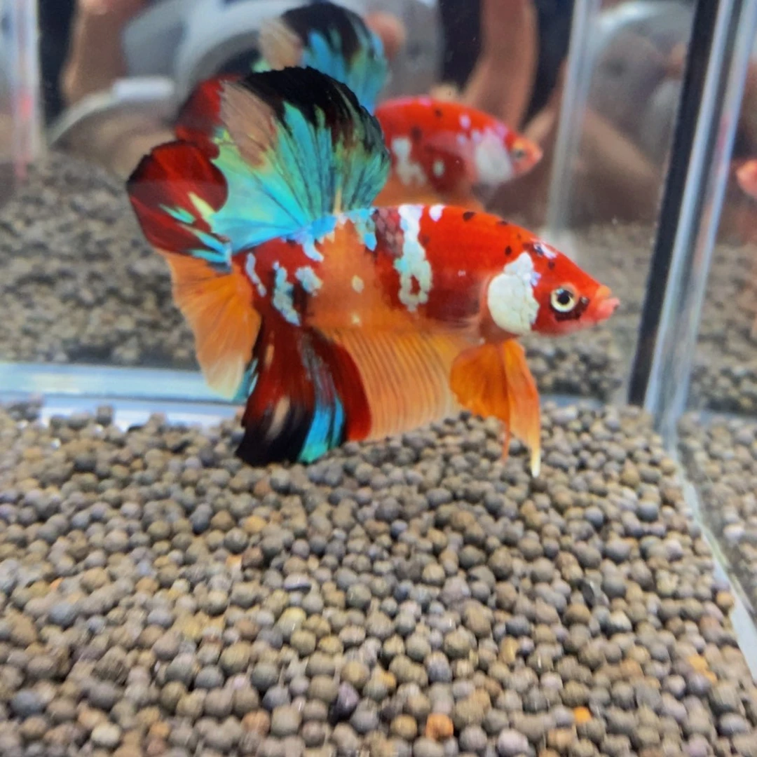 斗鱼370巨斗11111星