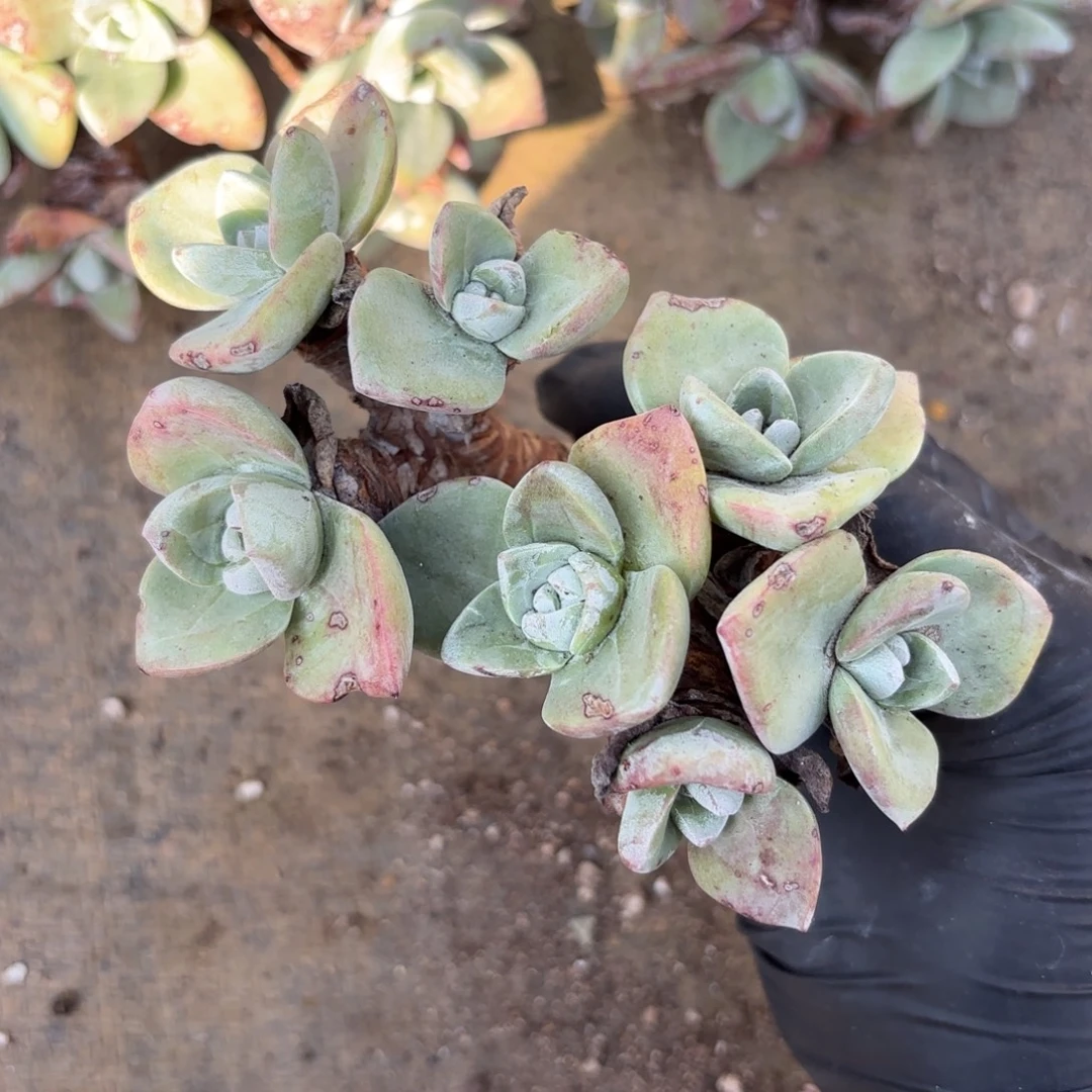 J***A厚叶玫瑰，仙女杯多肉