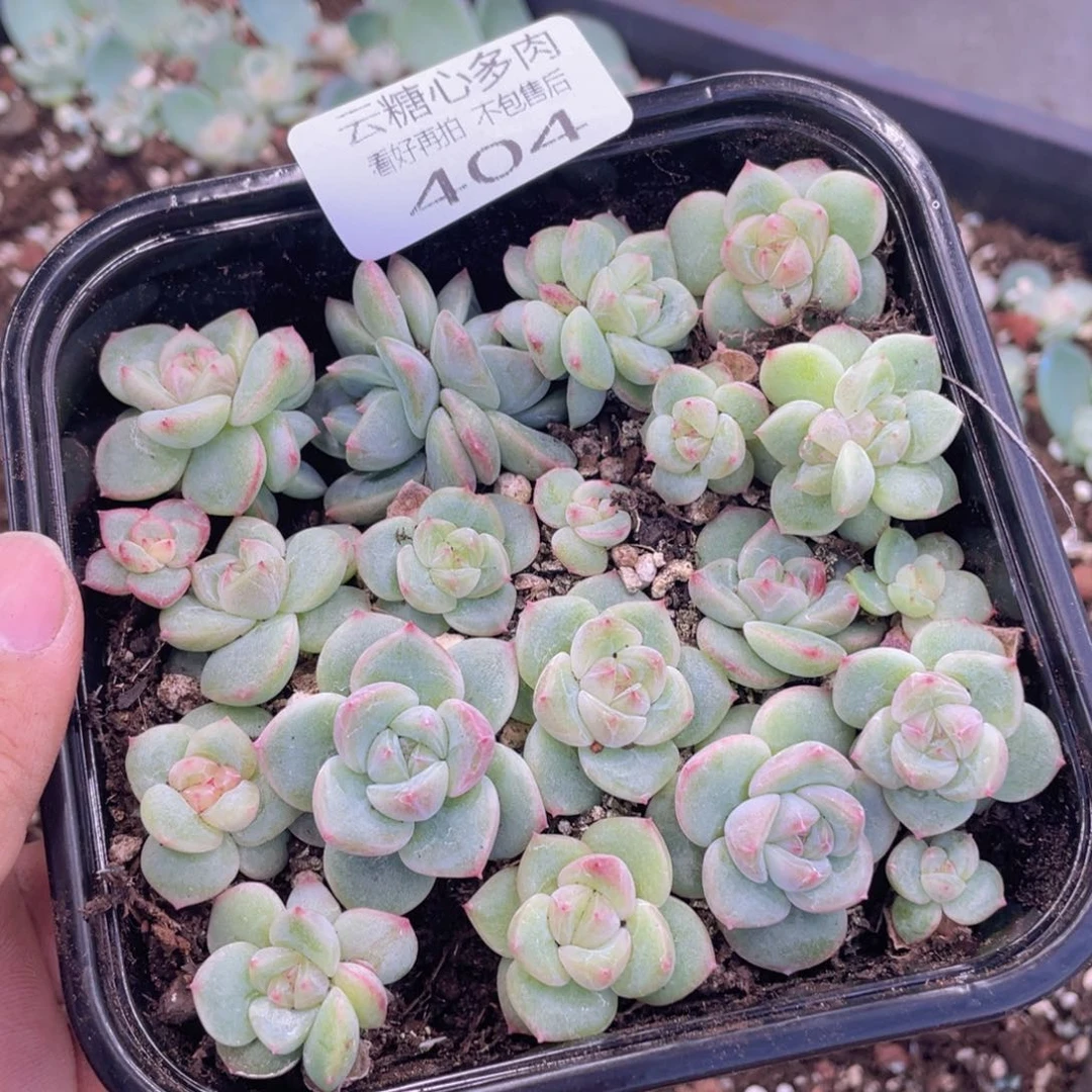 云糖心多肉植物404