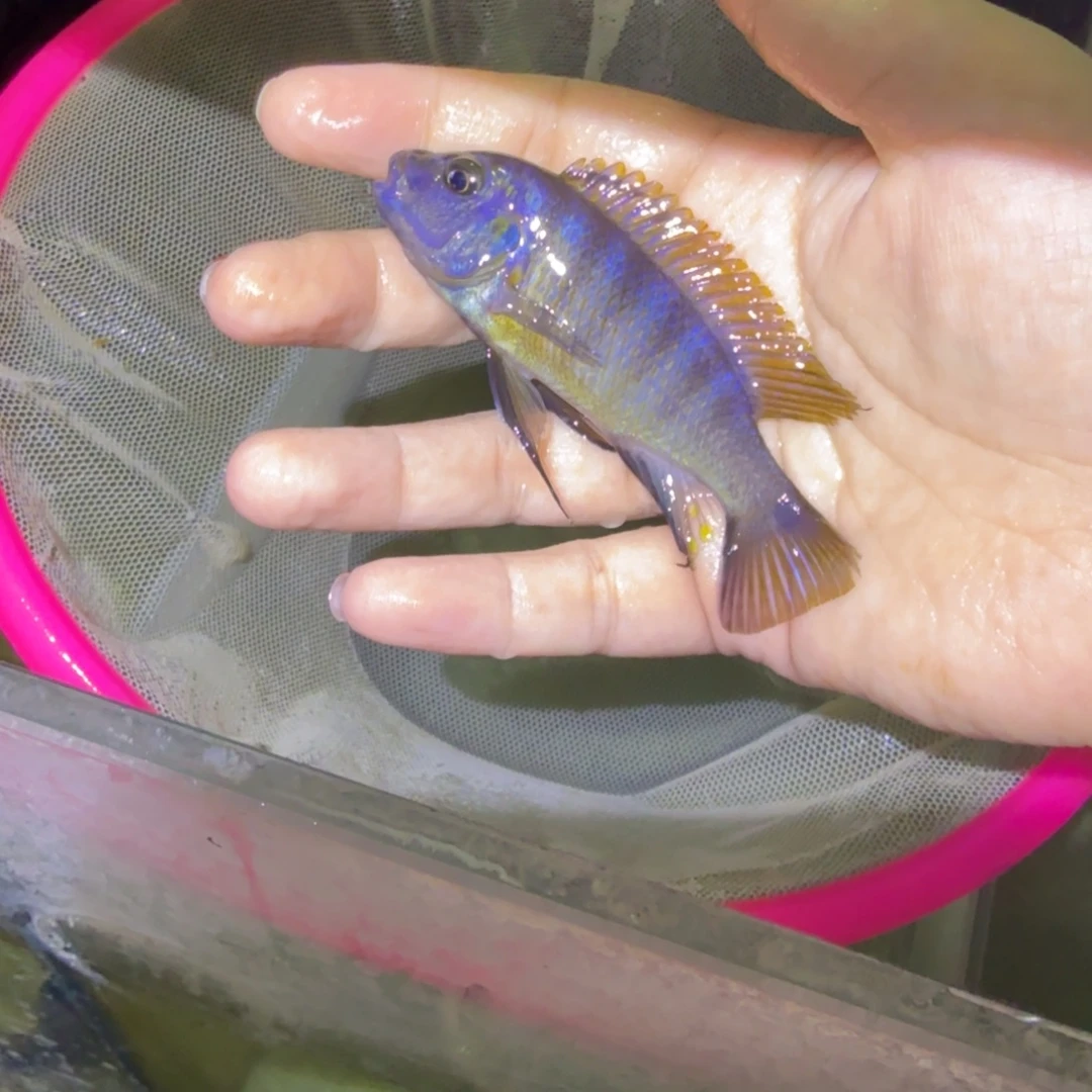 慈鲷鱼64号加里乱纹