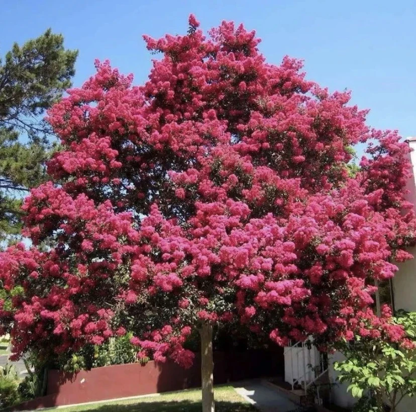 庭院别墅室外 红火箭 天鹅绒紫薇树苗带花带盆发货