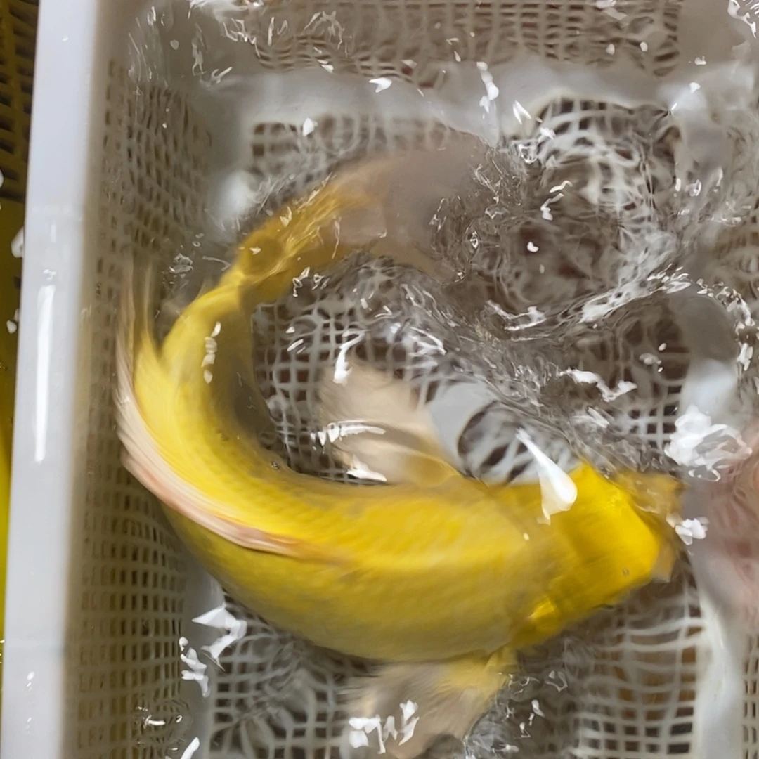 锦鲤冷水锦鲤包邮
