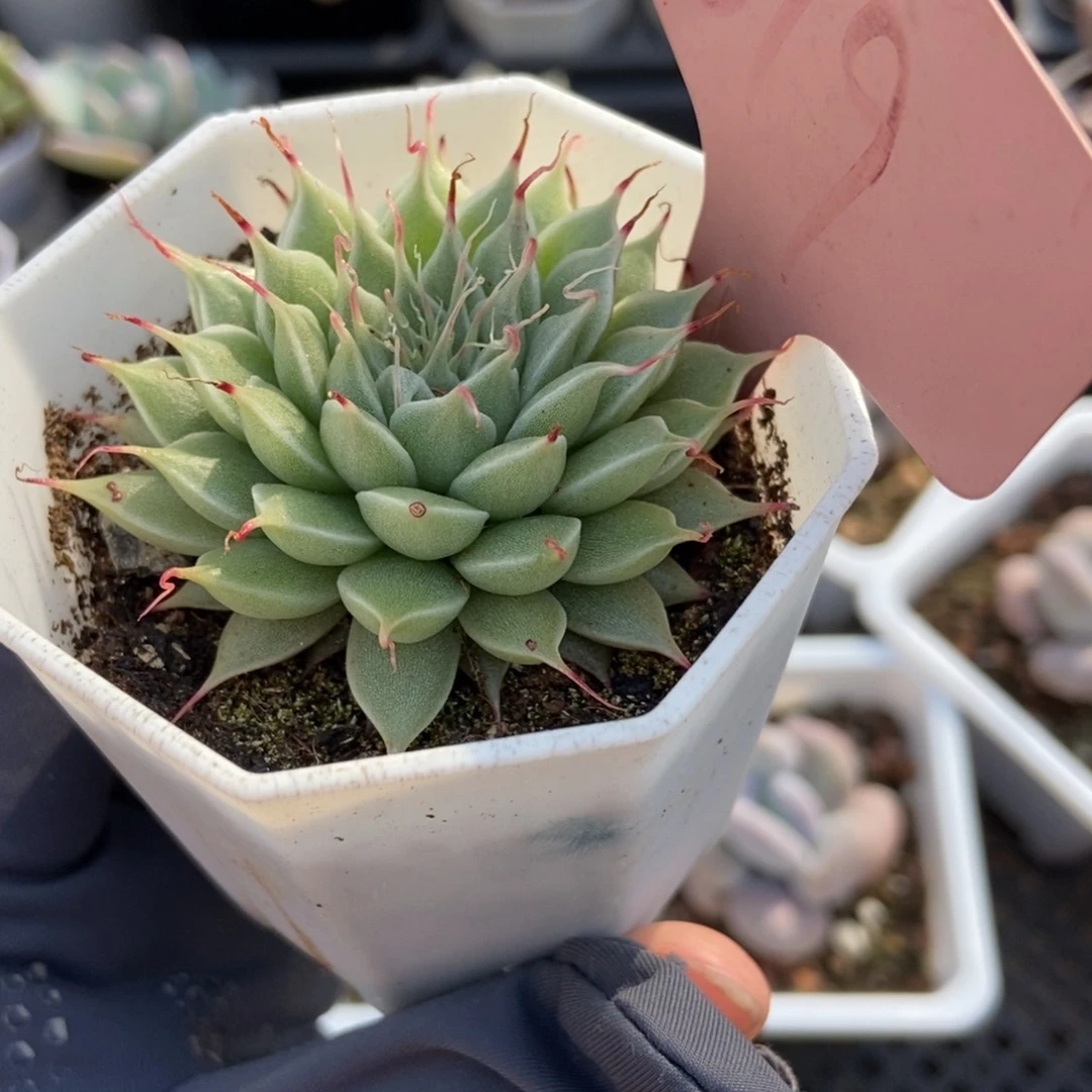 619银星多肉植物