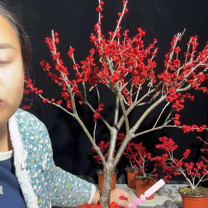 完全开放北美冬青年宵花