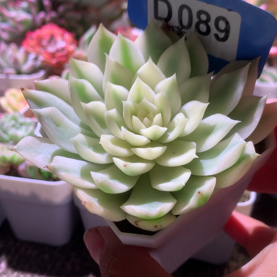 海蓝覆轮锦有根有