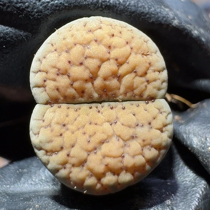 生石花1111111。   115