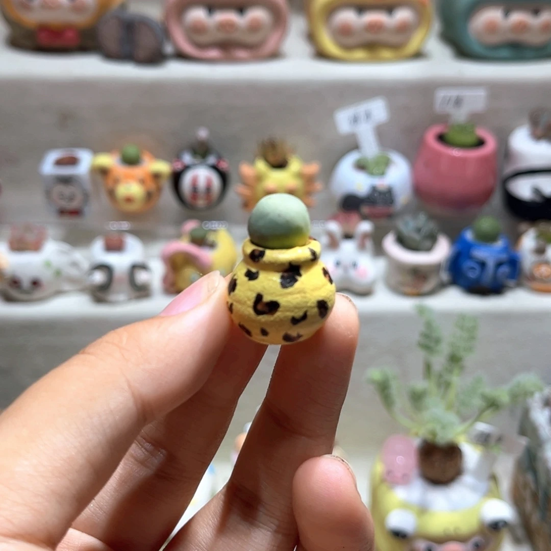 076高端多肉带盆土一套18.8