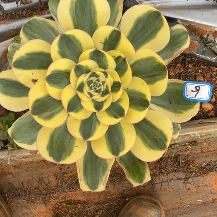 红陶9王菲法师锦锦锦锦