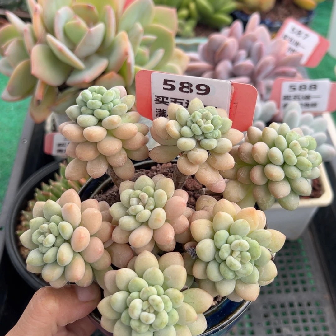 表妹精品多肉植物589.