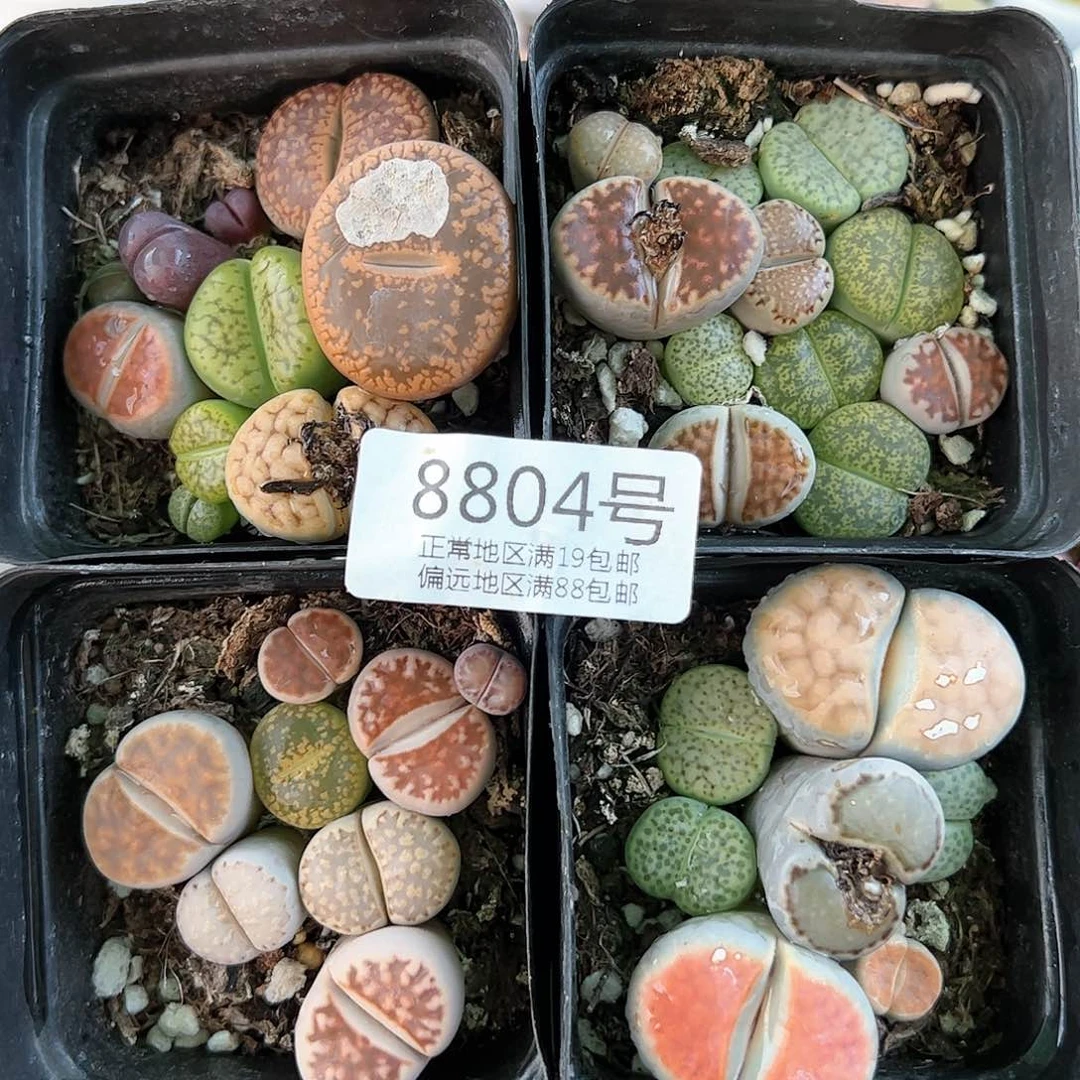 8804有疤有腿到手4盆