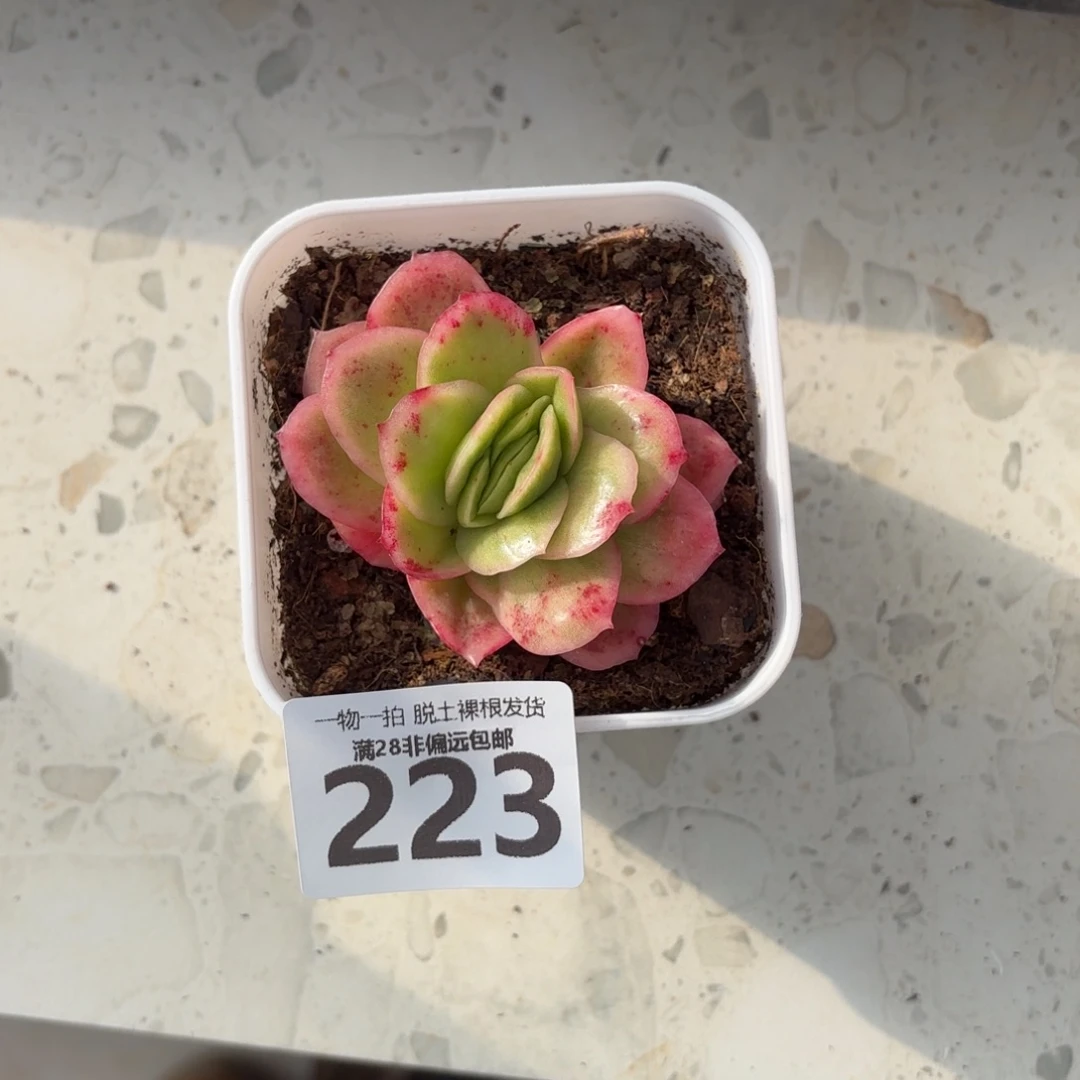 冰玫瑰单头无盆土发货