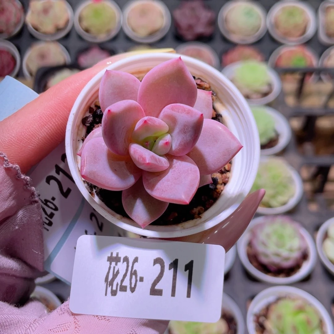 花利美26-211新品