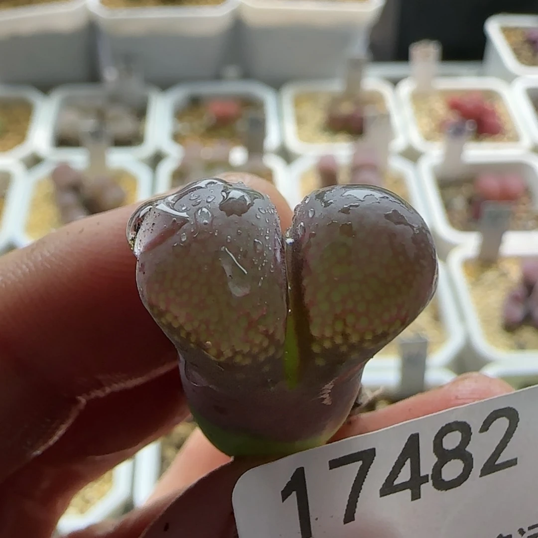 【闪购商品】17482 有腿