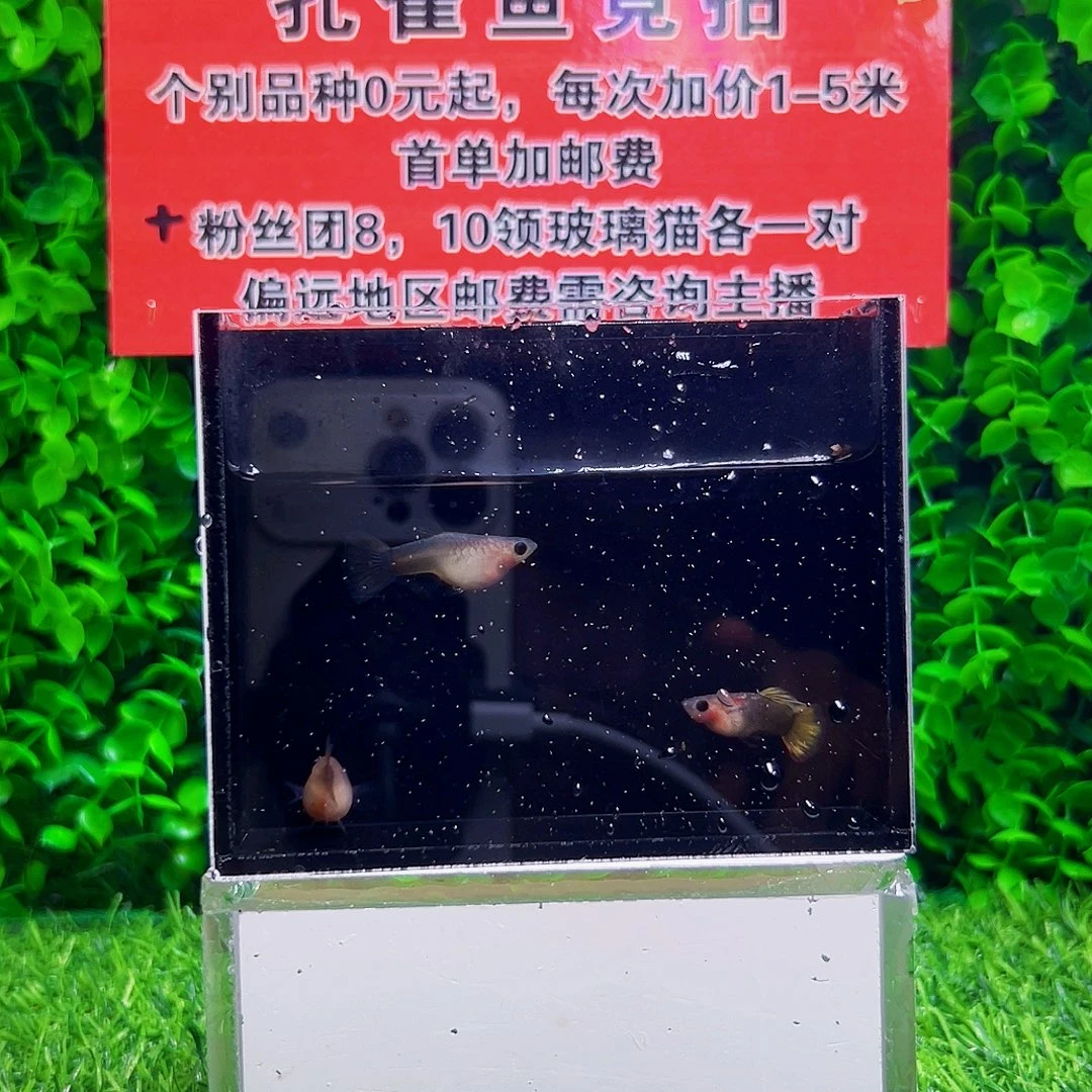 海水鱼小蜜蜂玻璃猫