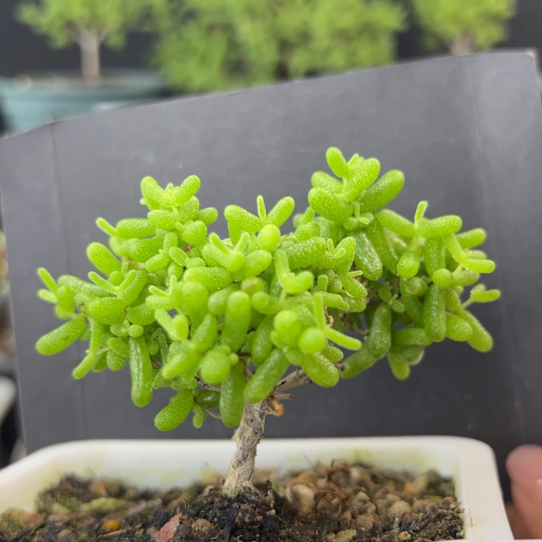 【闪购商品】dy2547金桔糖球冠幅7cm