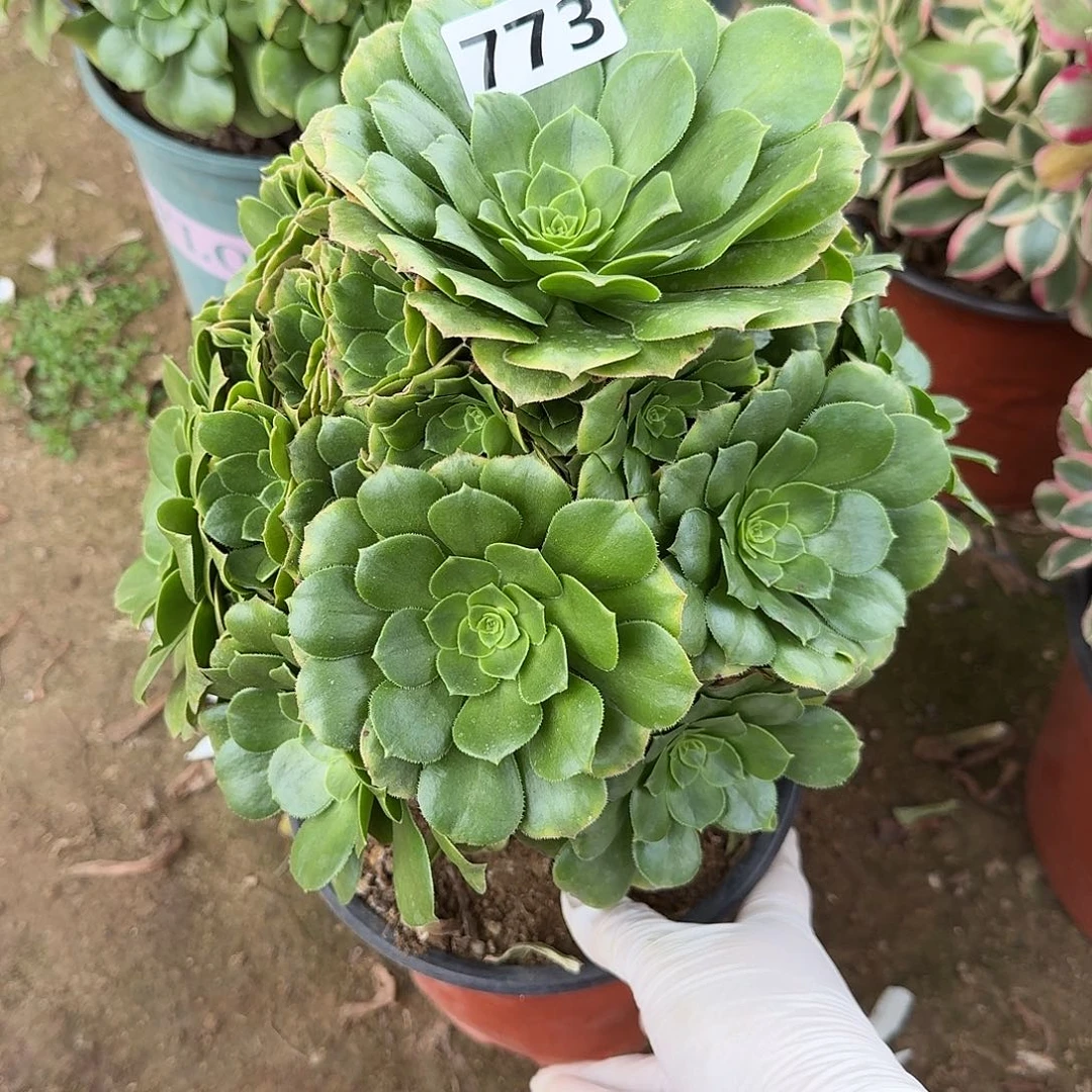 多肉植物绿羊绒773号