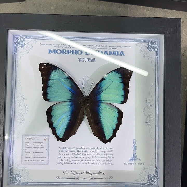 梦幻闪蝶蝴蝶标本专拍瑕疵