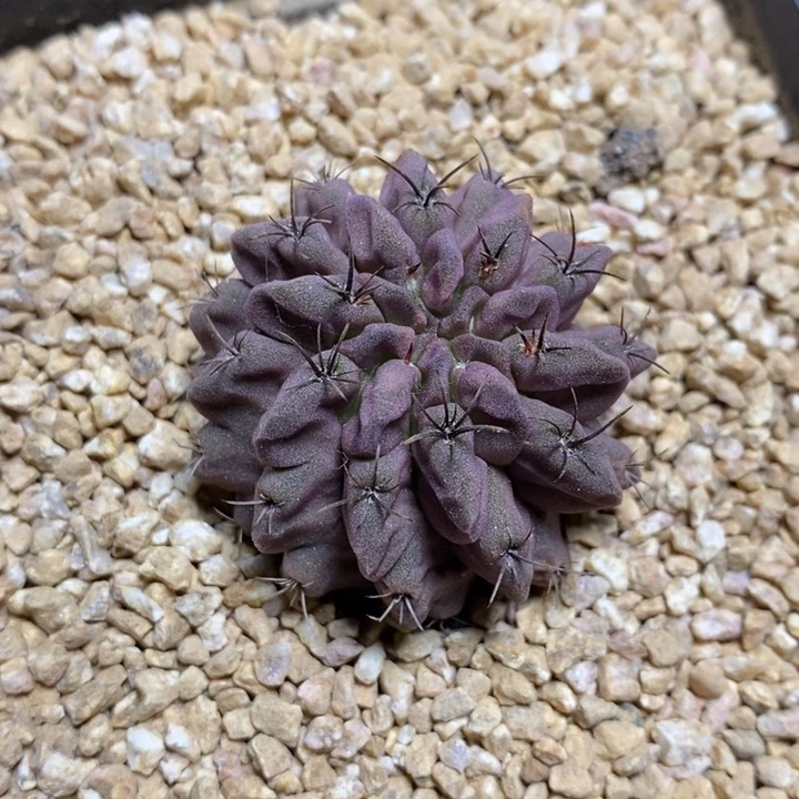实生紫皮素妆玉473号4cm