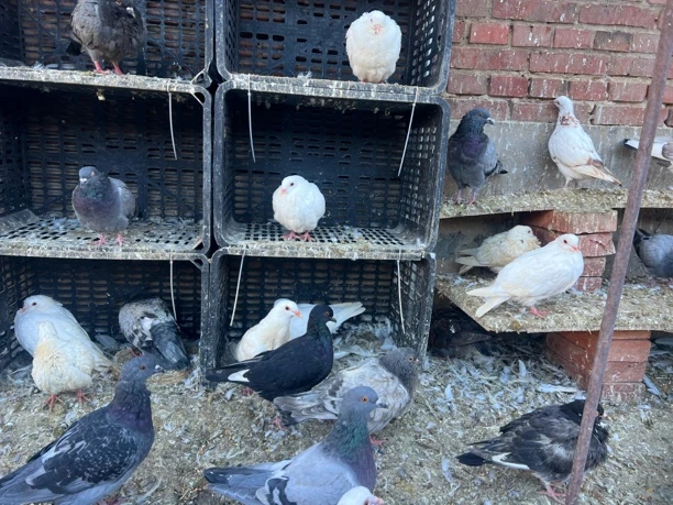 1年已配对白羽王鸽包邮