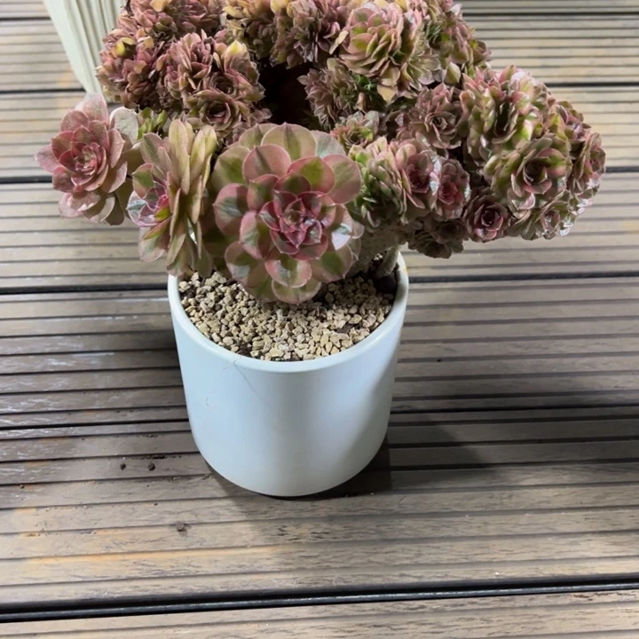 万白缀化（送盆）发货