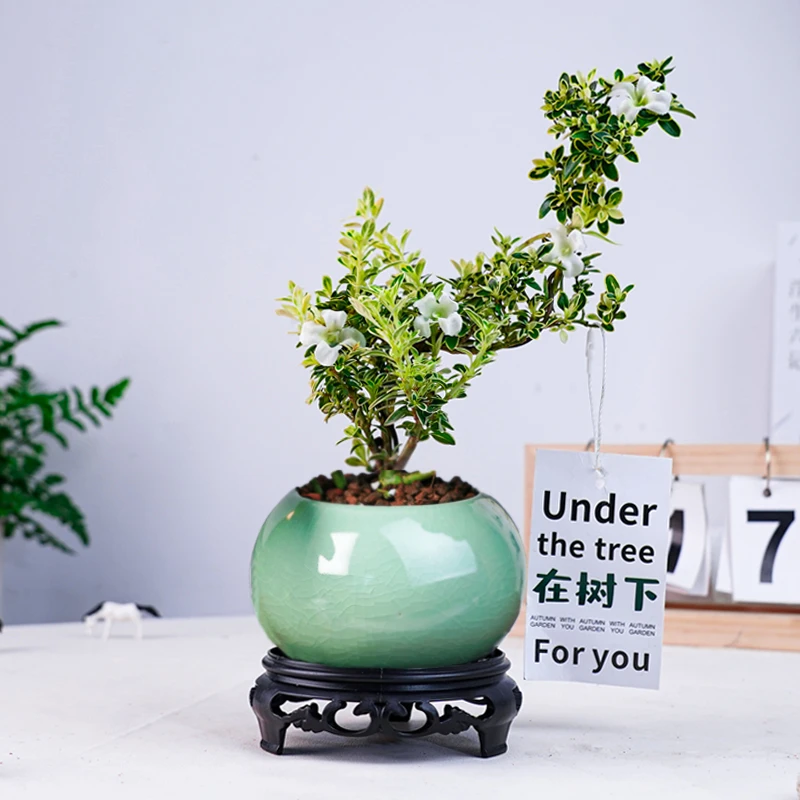 小默花墅六月雪含陶瓷盆室内开花绿植花卉盆栽造型款植物