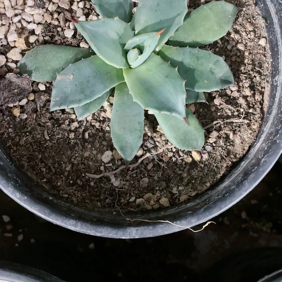 快**球青蝎子小颗龙舌兰包邮