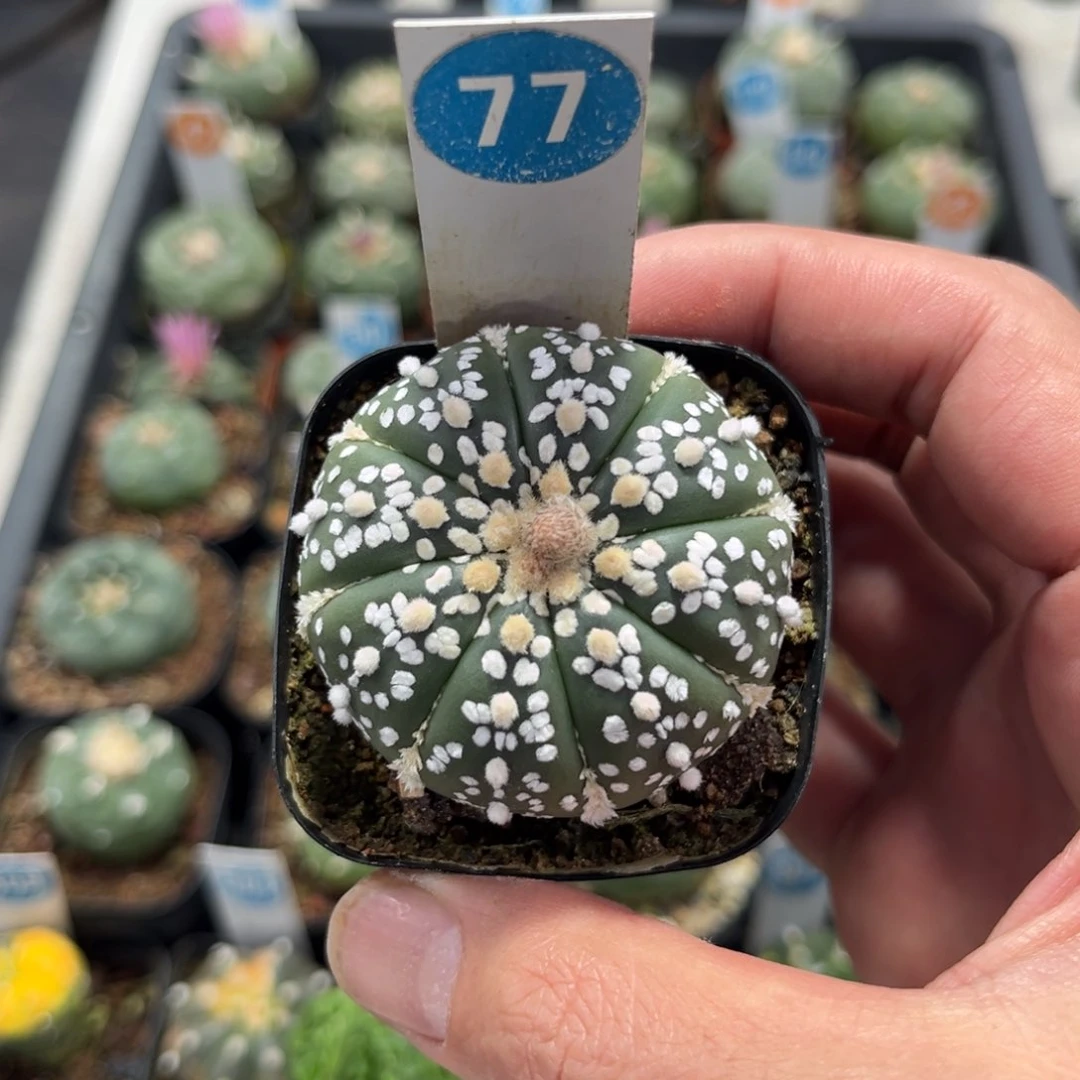 77实生超兜带盆带土发货