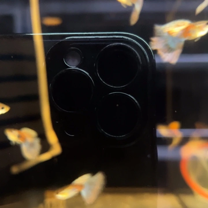 短鲷鱼红草尾五条