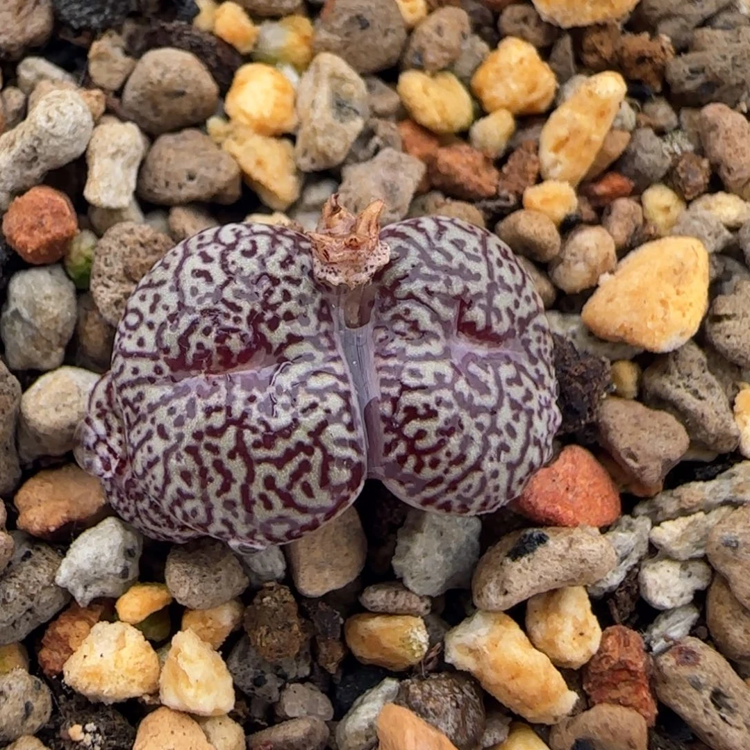 6-19-8-2当天满38包邮连线墨脱土