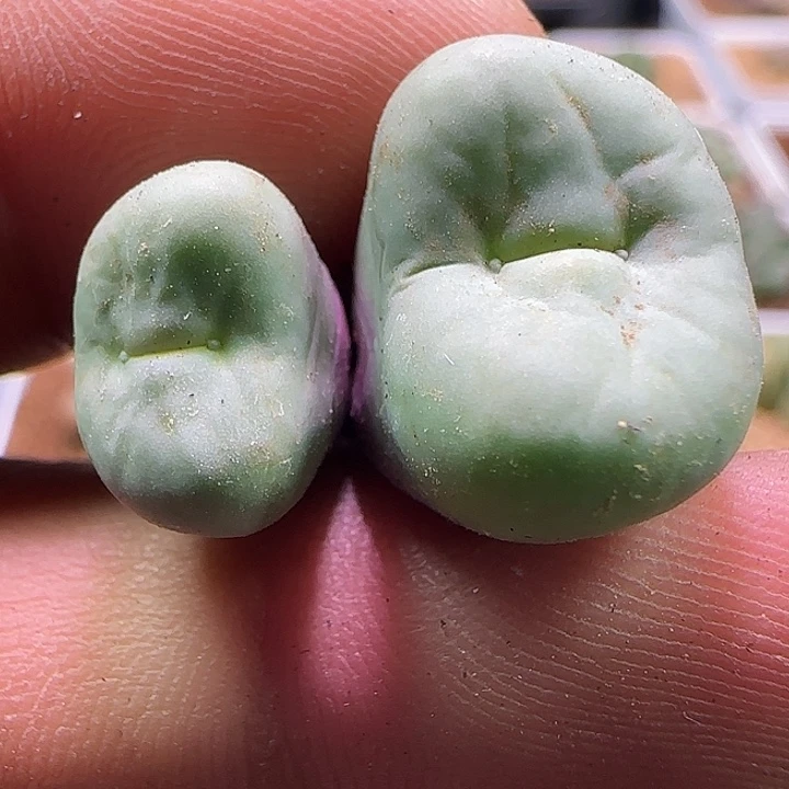 开播福利来啦啊。763