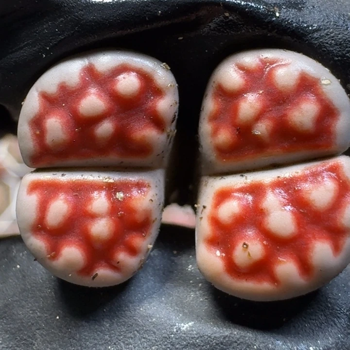 生石花111112。  120