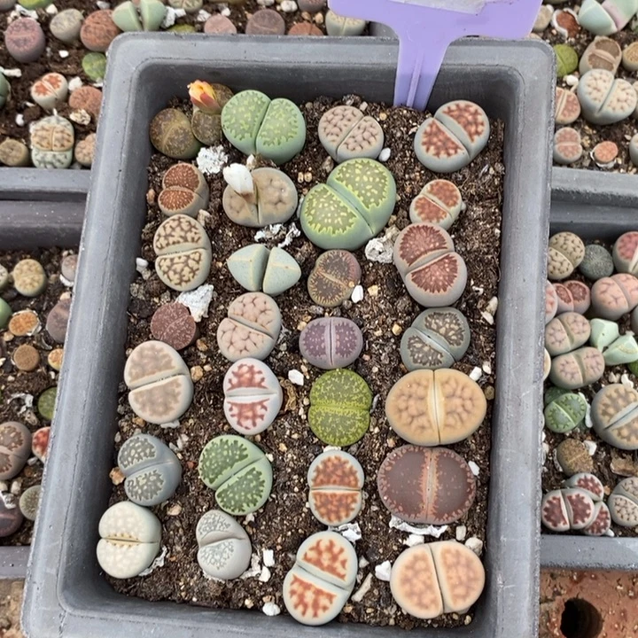 翡***萃生石花的季节是712