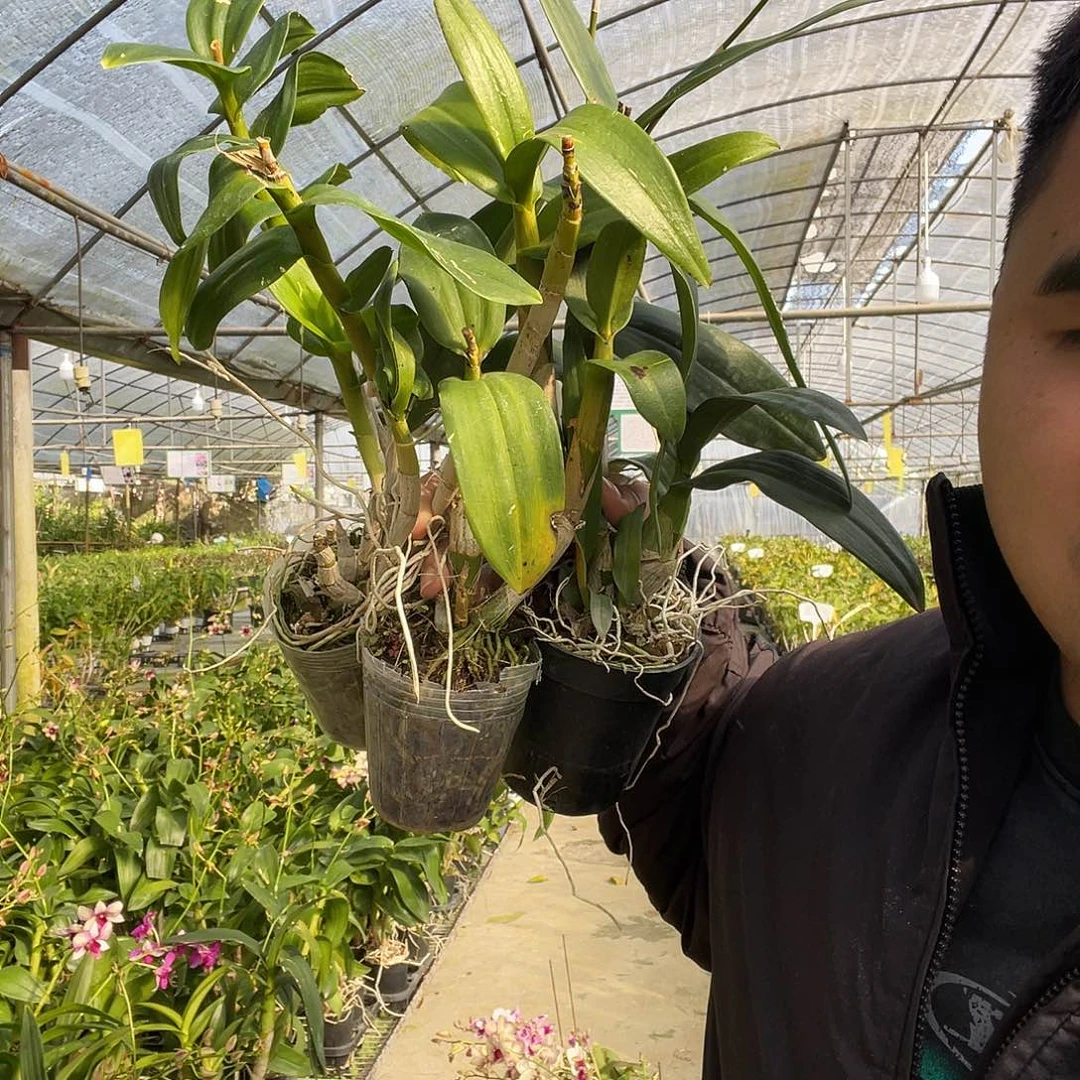 当前无花朵，栽培后可花朵组合