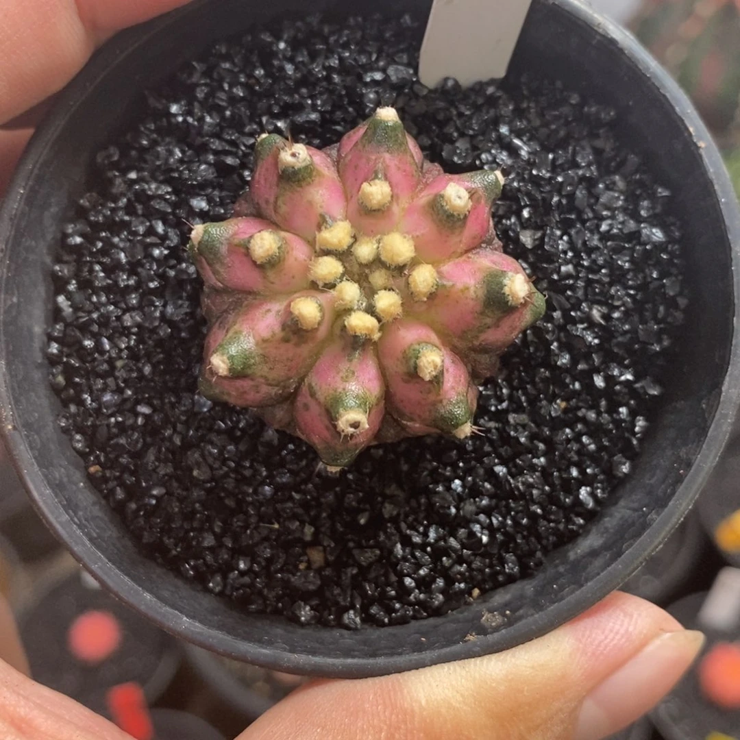 泰系高绒海神—脱土发货45