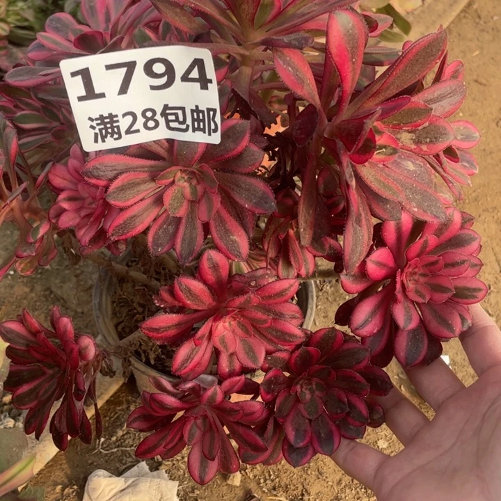 1794香奈尔母本一号棚B